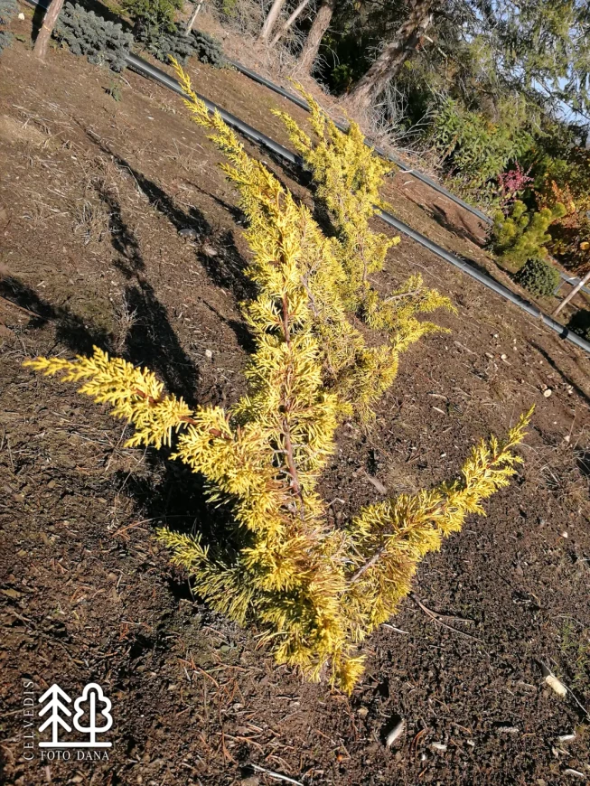 Juniperus chinensis   'Plumosa Aurea'